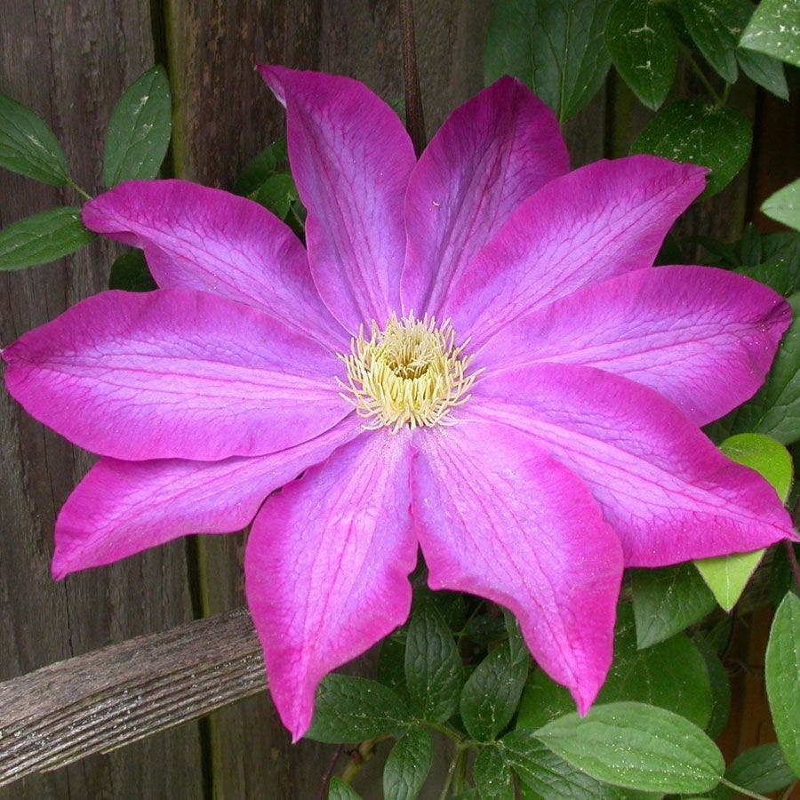 Clematis 'Kakio' Pink Champagne