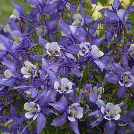 Aquilegia KIRIGAMI™ Deep Blue & White