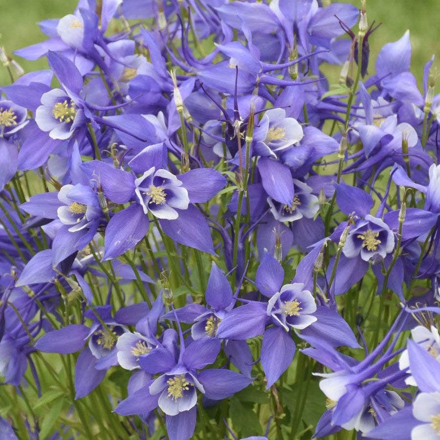 Aquilegia KIRIGAMI™ Deep Blue & White