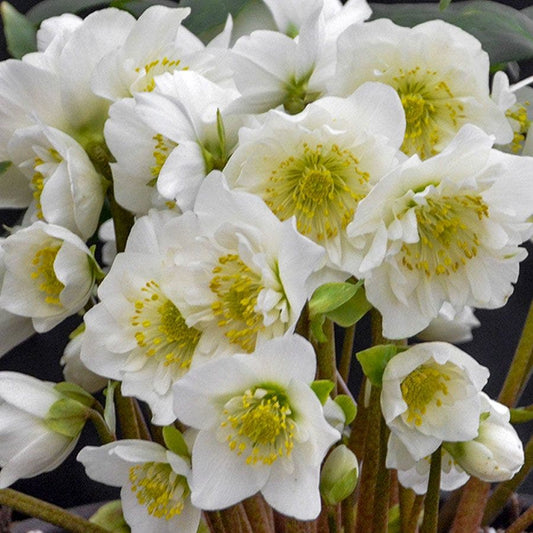 Helleborus 'Snowbells'