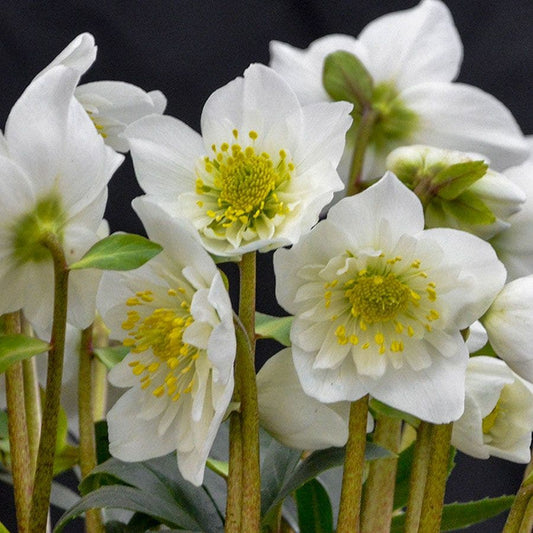 Helleborus 'Snowbells'