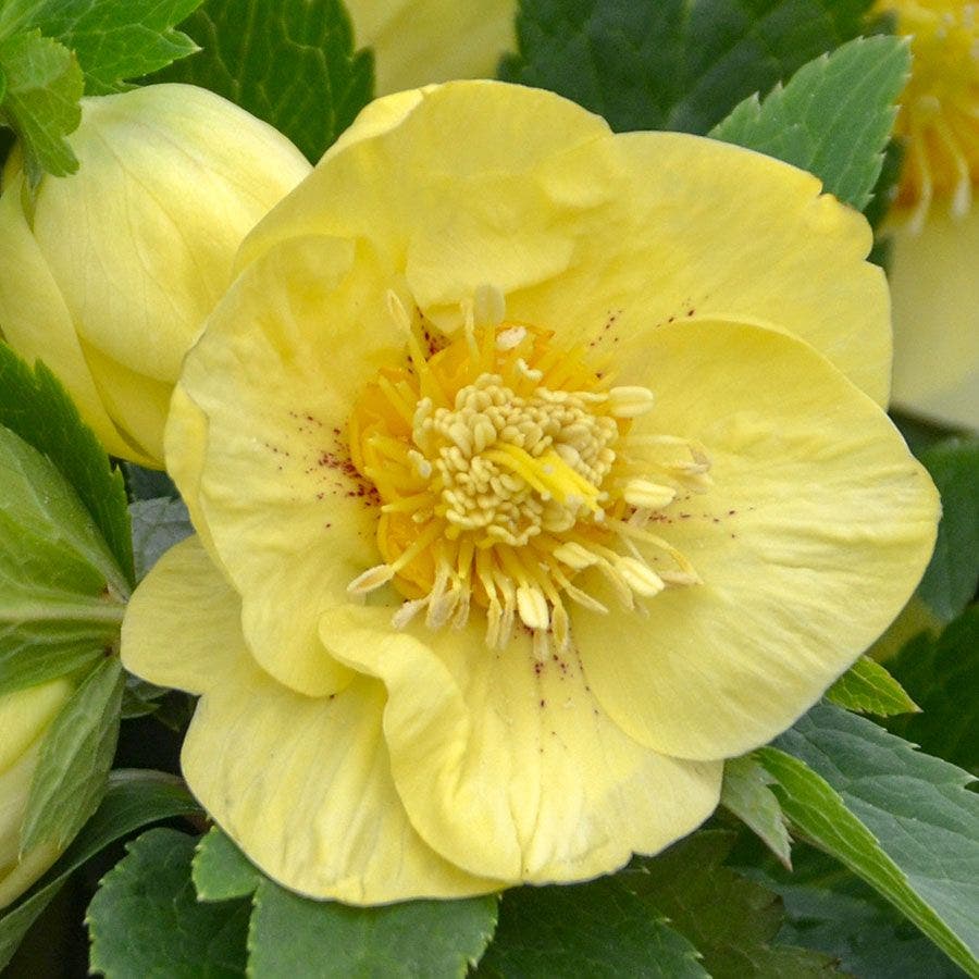 Helleborus 'California Dreaming' HONEYMOON® Series