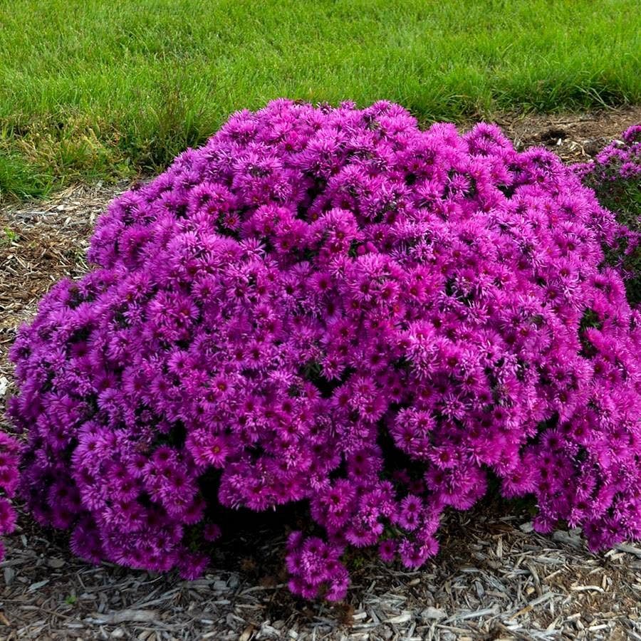 Aster 'Pink Crush'