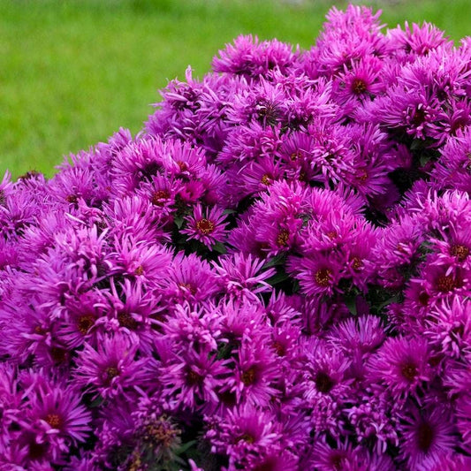 Aster 'Pink Crush'