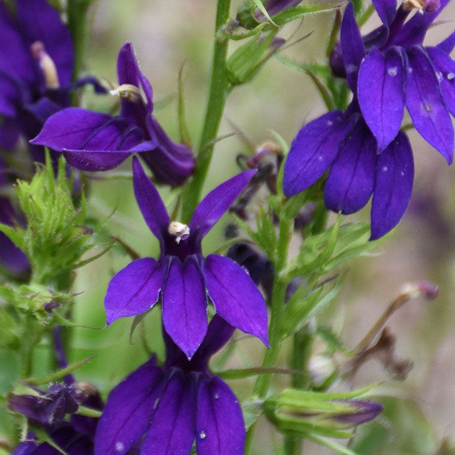 Lobelia STARSHIP™ Blue