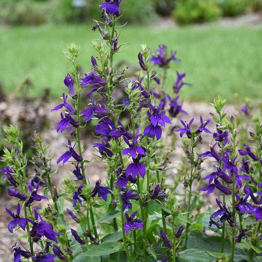 Lobelia STARSHIP™ Blue