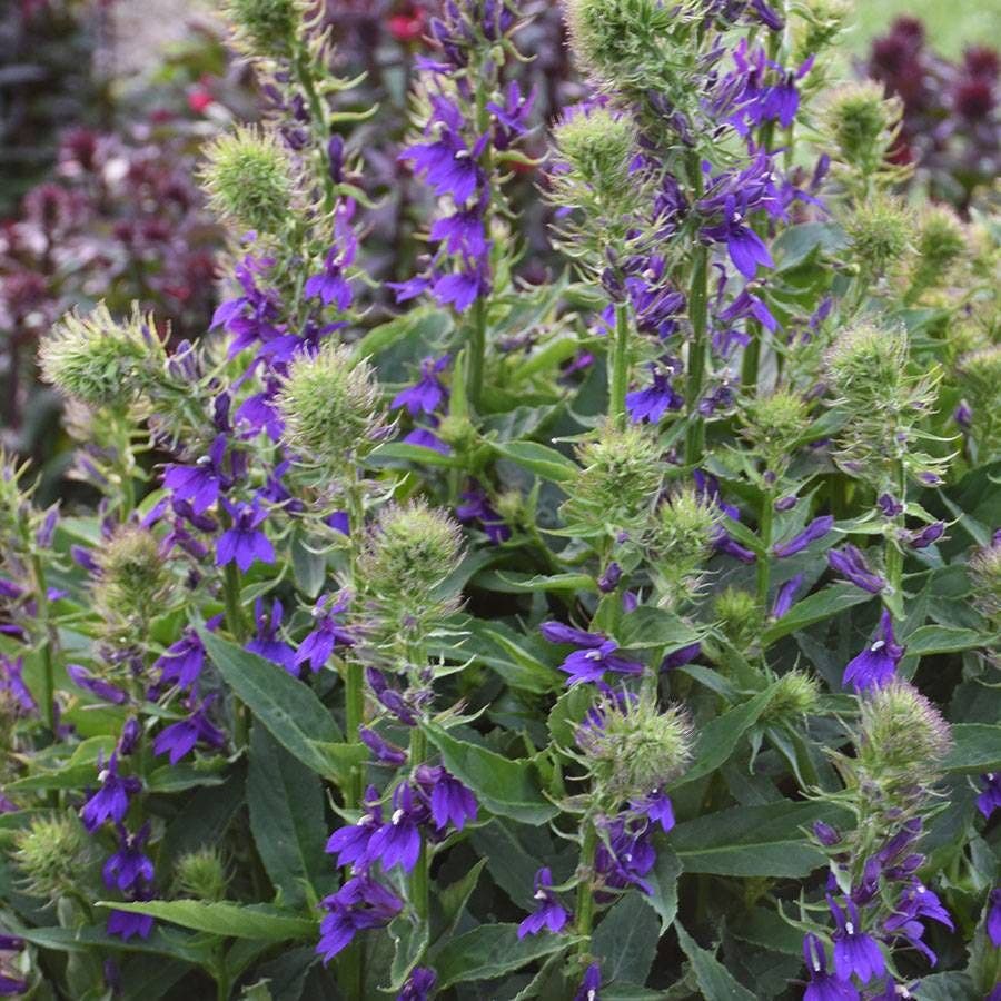 Lobelia STARSHIP™ Blue