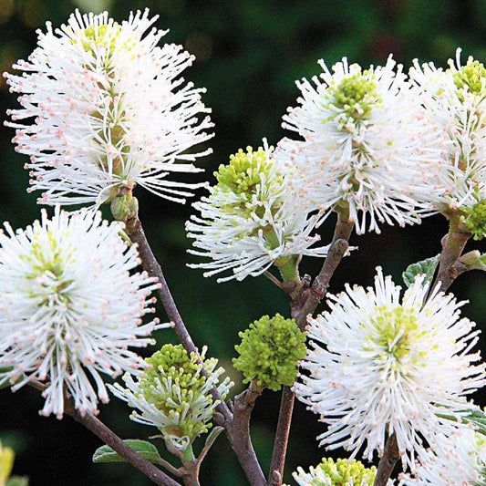 Fothergilla 'Mount Airy'