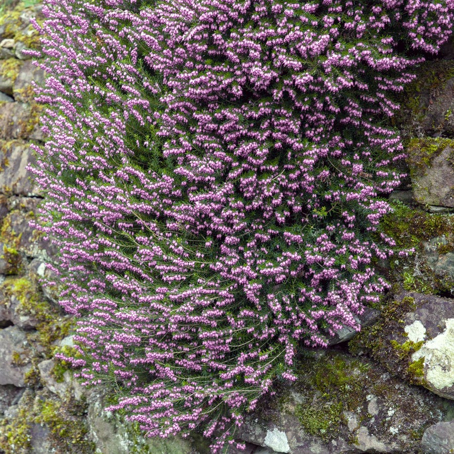 Erica 'Mediterranean Pink'