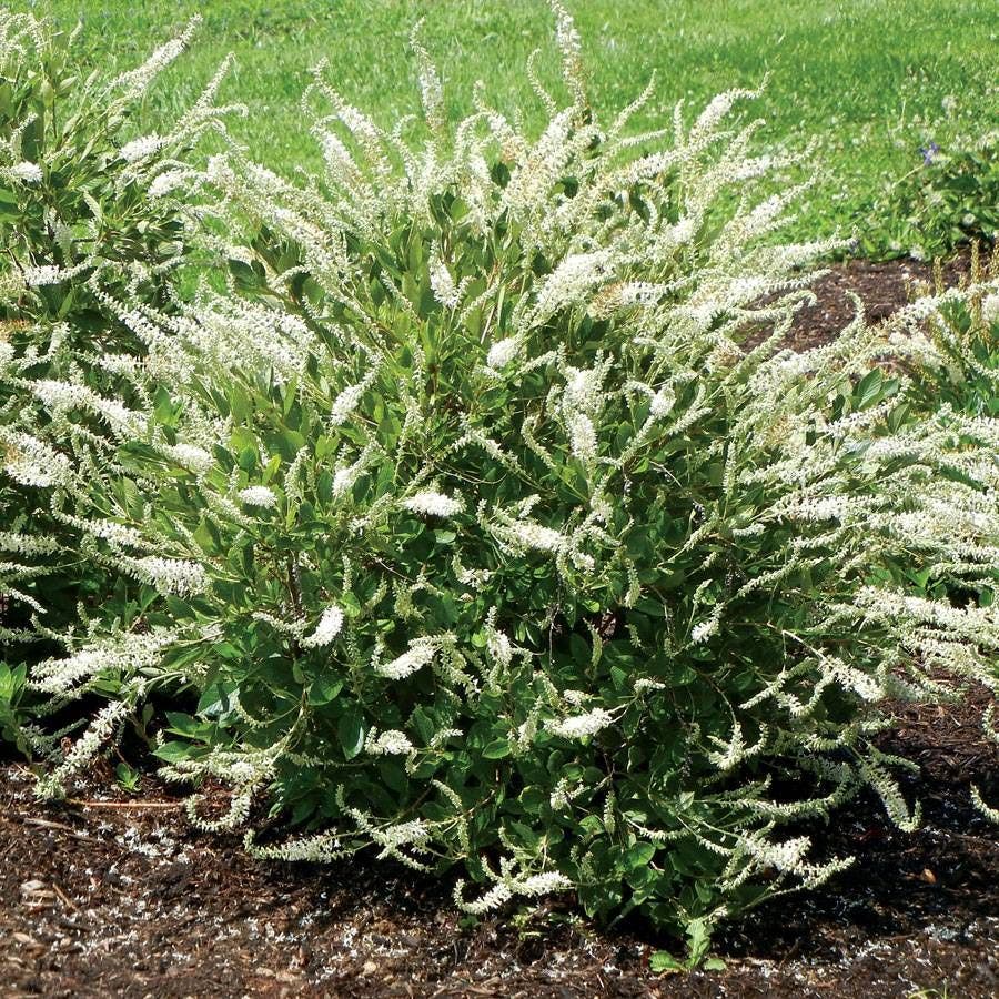 Clethra Summer Sparkler ™