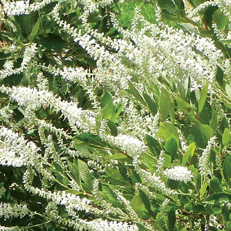 Clethra Summer Sparkler ™