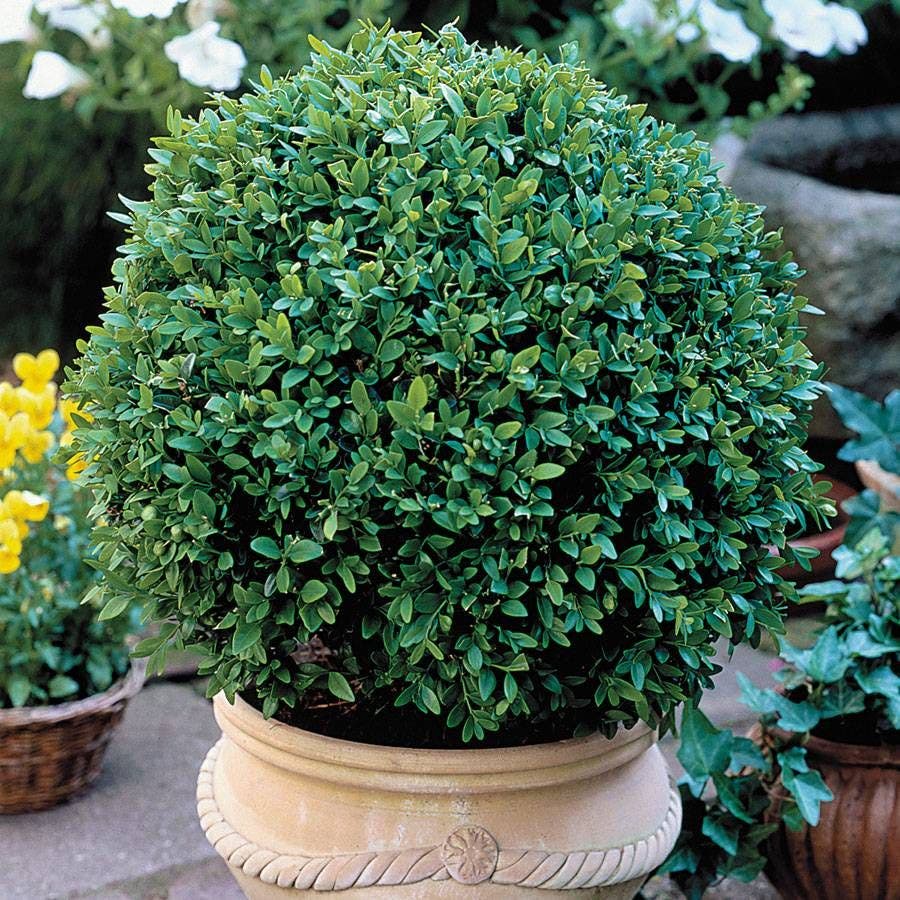Buxus 'Green Velvet'