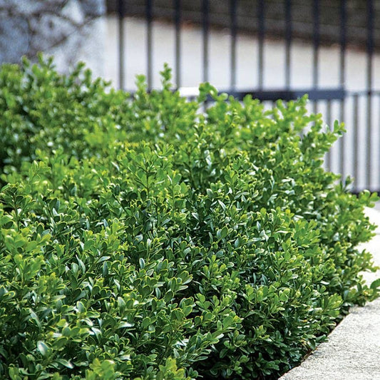 Buxus 'Green Velvet'