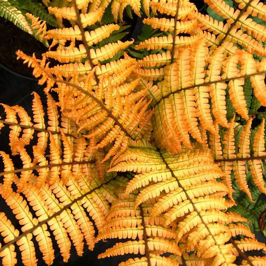 Dryopteris 'Jurassic Gold'