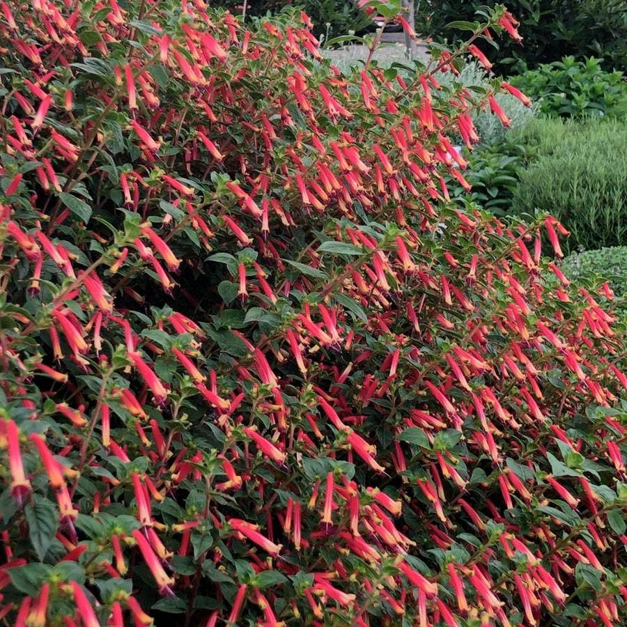 Cuphea Hummingbirds Lunch