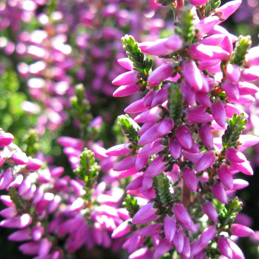 calluna heather plant indoor Calluna Beauty Ladies® 'Renate'