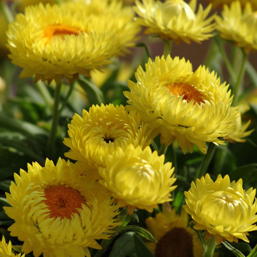 Bracteantha Dreamtime® Jumbo Yellow