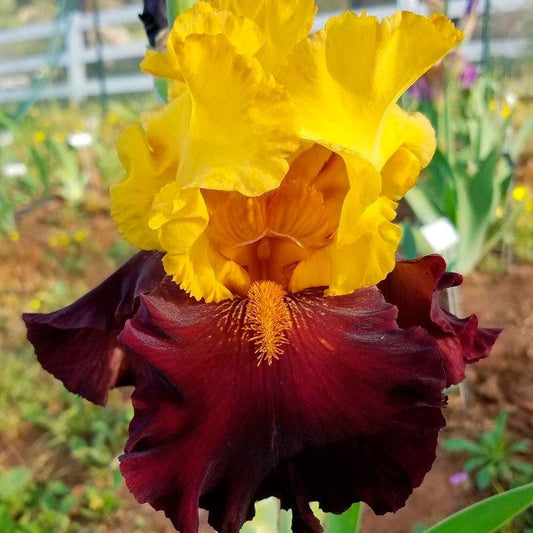 Iris 'Kathy Chilton'
