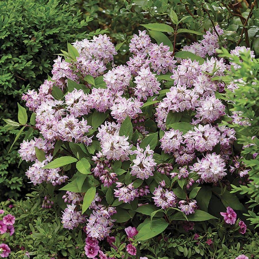 Deutzia Raspberry Sundae