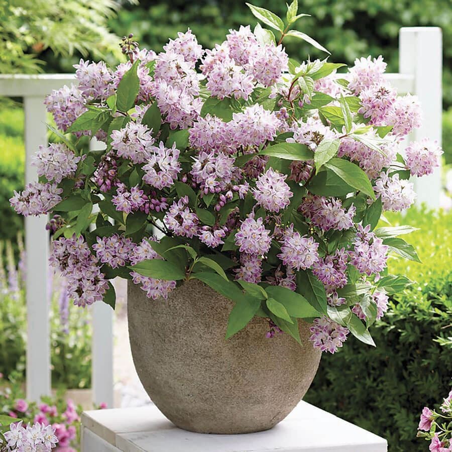 Deutzia Raspberry Sundae