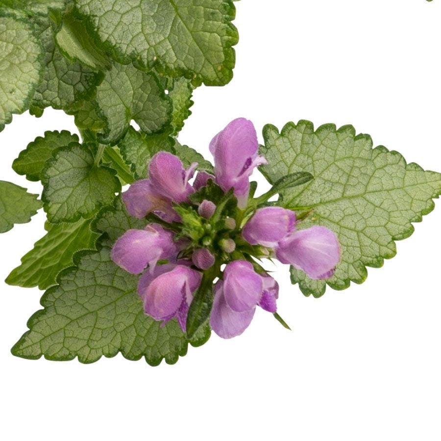 Lamium 'Orchid Frost Gold'