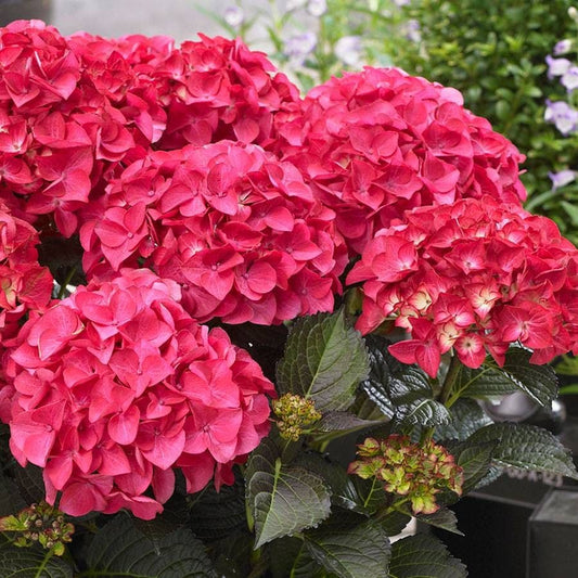 Hydrangea Tuxedo® Red Bigleaf Hydrangea