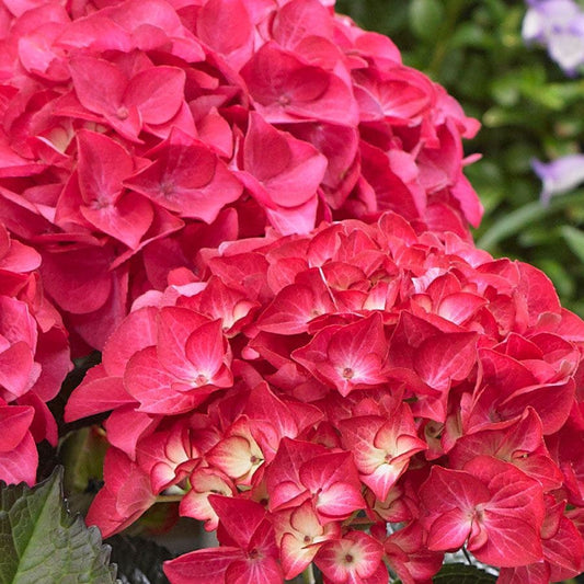 Hydrangea Tuxedo® Red Bigleaf Hydrangea