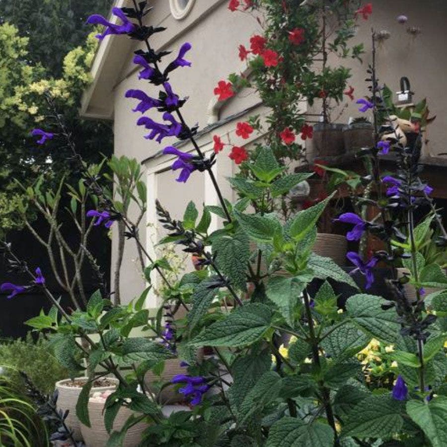 Salvia BODACIOUS® 'Rhythm & Blues'