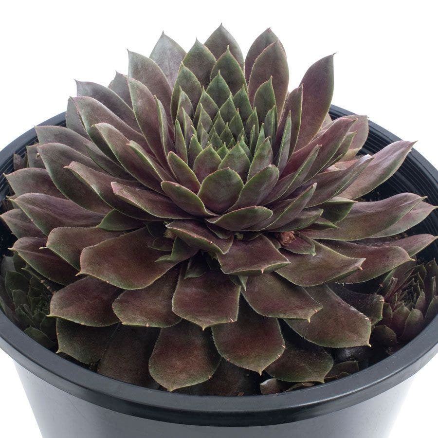 Sempervivum SUPERSEMP™ 'Ruby'