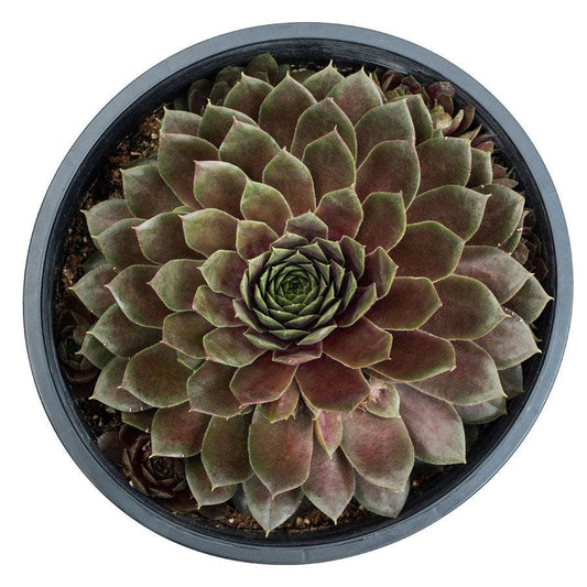 Sempervivum SUPERSEMP™ 'Ruby'