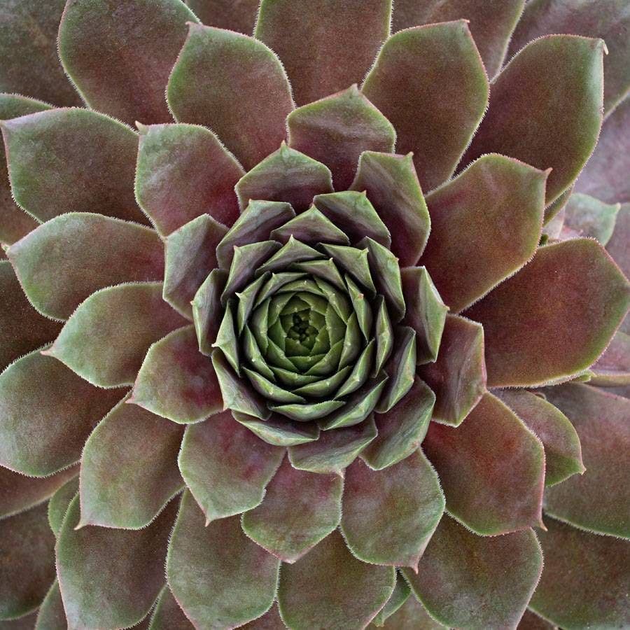 Sempervivum SUPERSEMP™ 'Ruby'