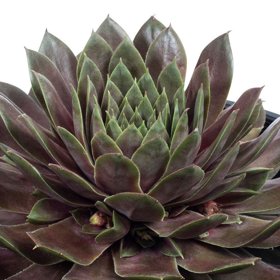 Sempervivum SUPERSEMP™ 'Ruby'