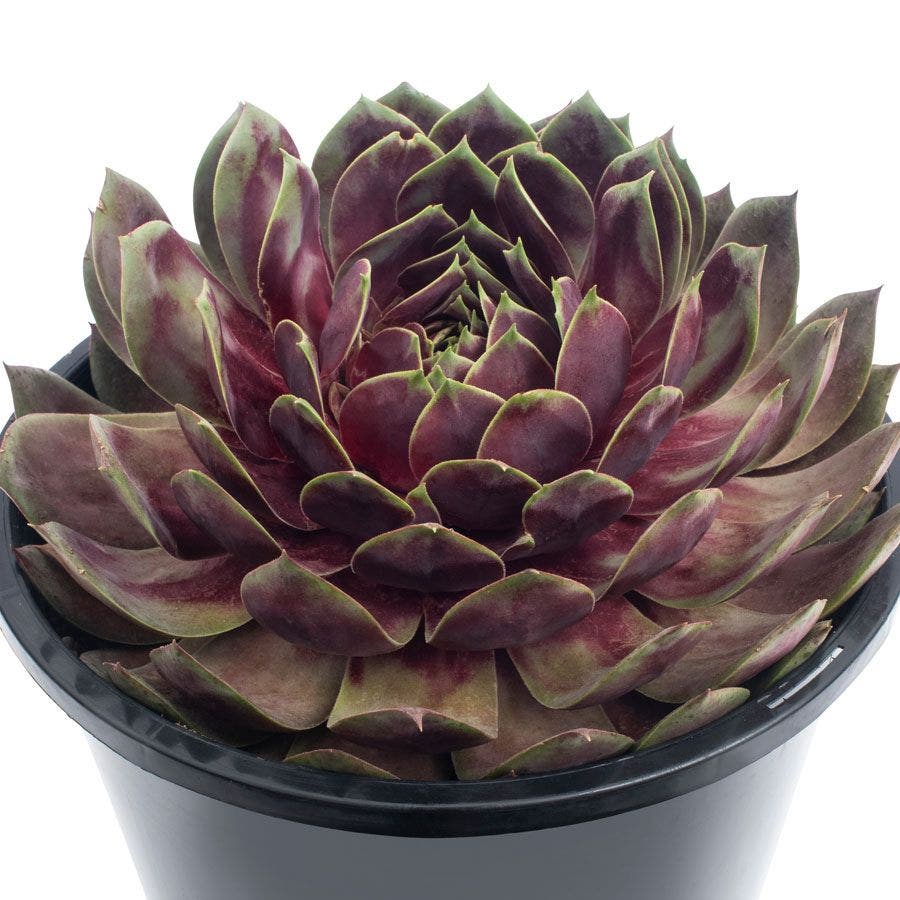 Sempervivum SUPERSEMP™ 'Rose Quartz'