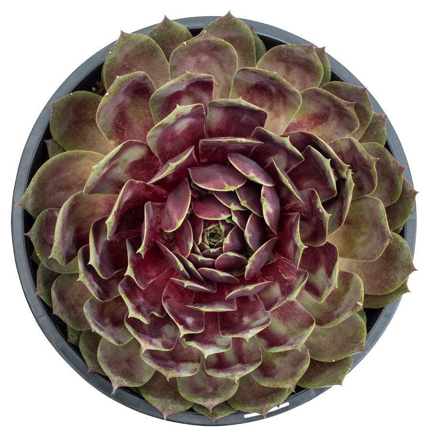 Sempervivum SUPERSEMP™ 'Rose Quartz'