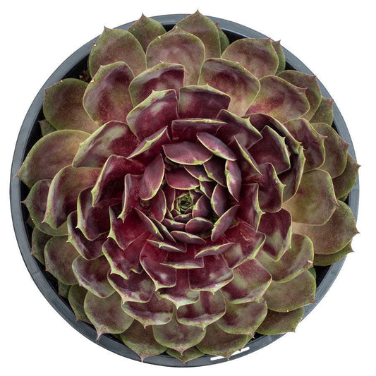 Sempervivum SUPERSEMP™ 'Rose Quartz'