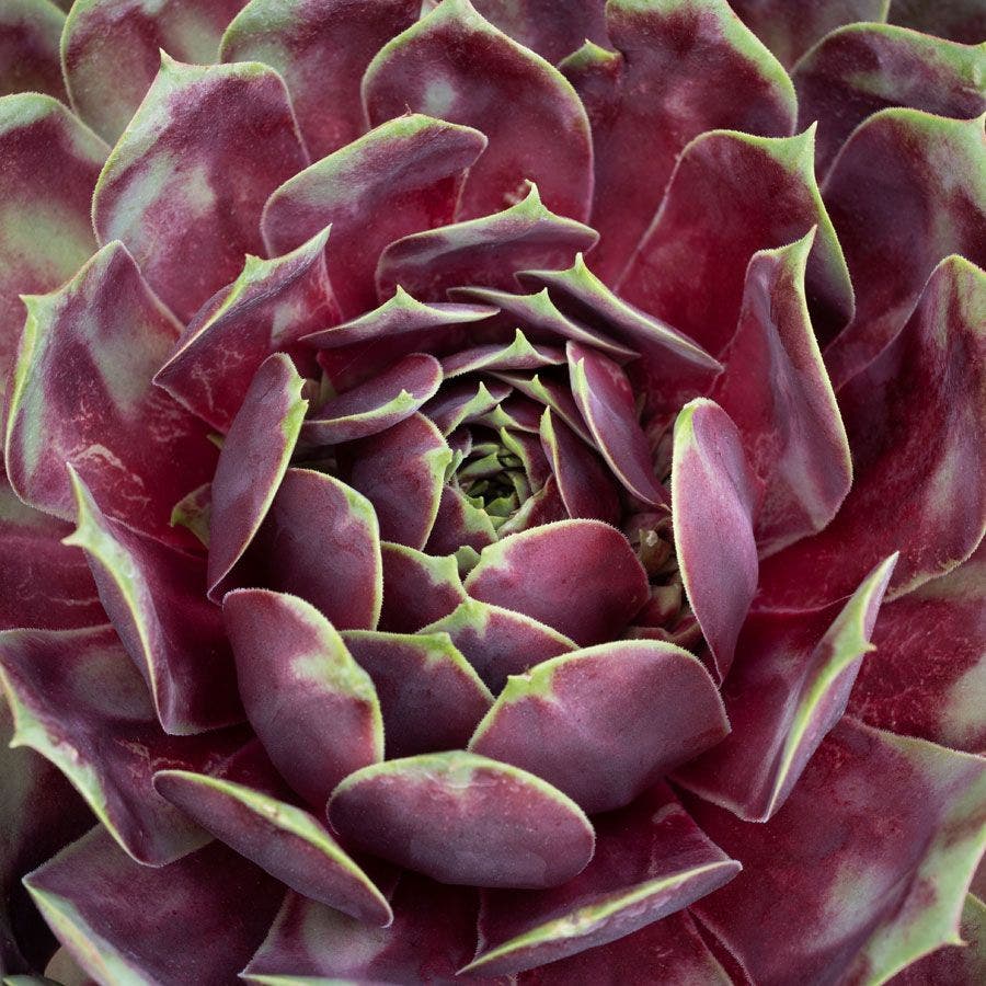 Sempervivum SUPERSEMP™ 'Rose Quartz'