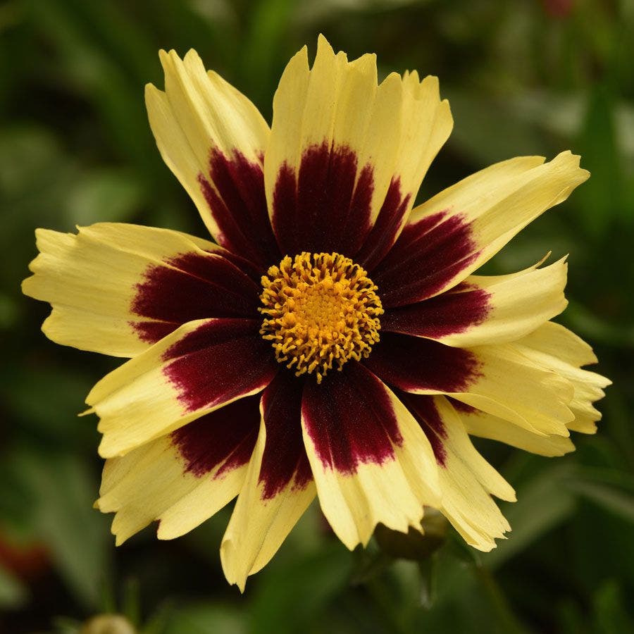 Coreopsis 'Super Star'