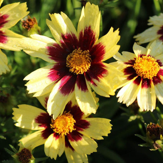Coreopsis 'Super Star'