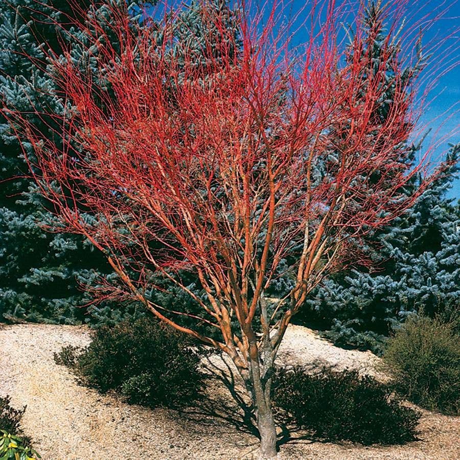 Acer palmatum 'Sango Kaku'