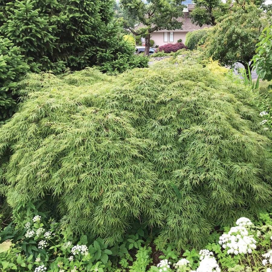 Acer var. dissectum 'Waterfall'