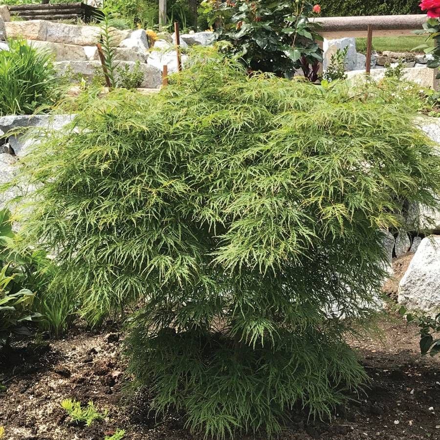 Acer var. dissectum 'Waterfall'