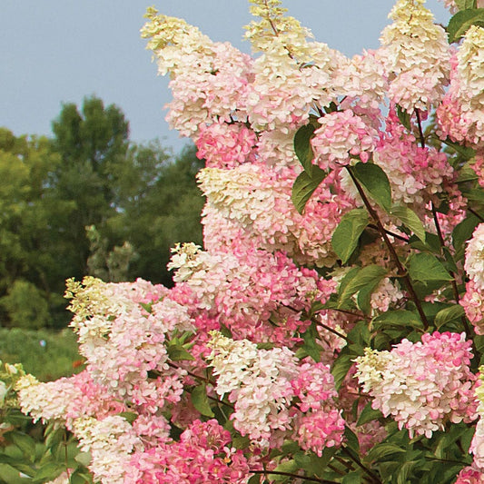 Hydrangea 'Renba' First Editions® Berry White®