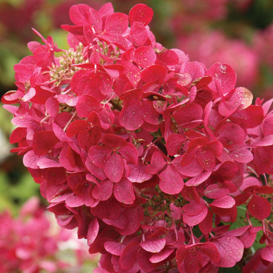Hydrangea 'Rendia' First Editions® Diamond Rouge®