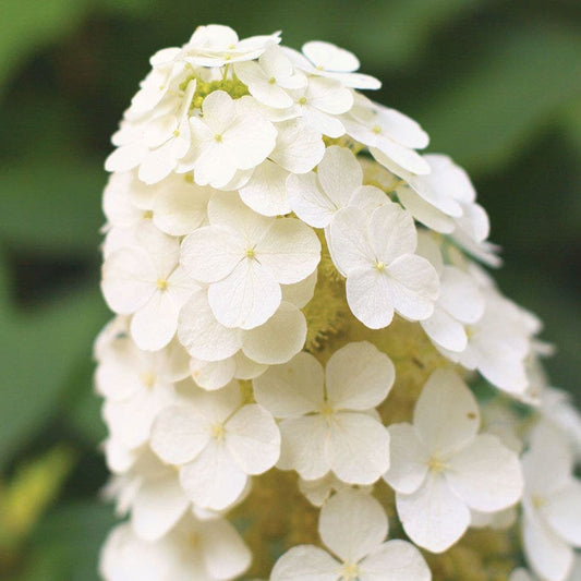 Hydrangea 'Alice'