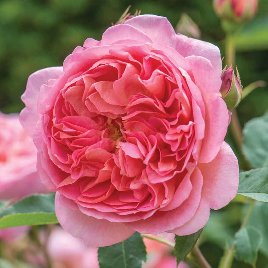Rosa Boscobel™