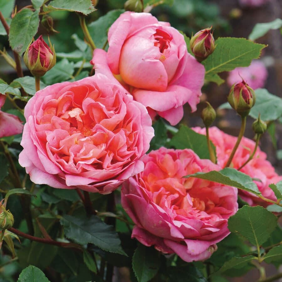 Rosa Boscobel™