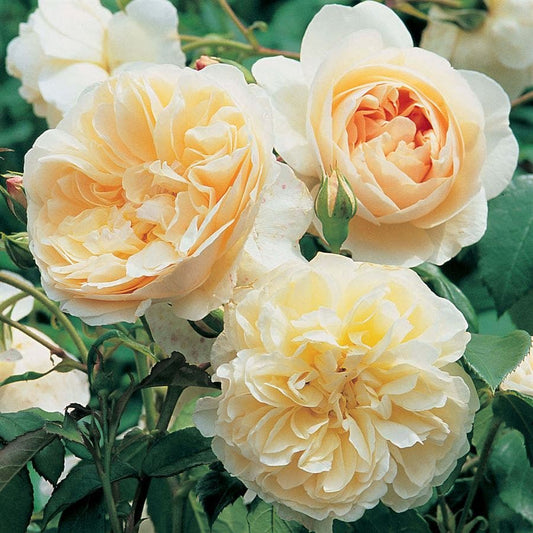 Rosa Litchfield™Angel