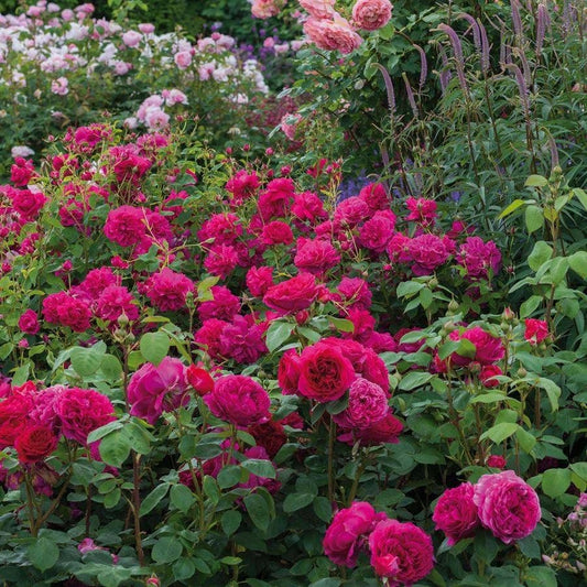 Rosa Thomas A. Beckett™