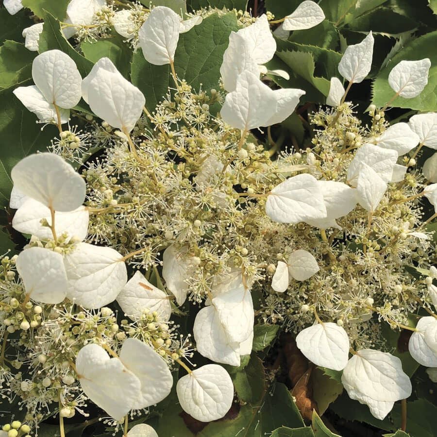 Schizophragma FLIRTY GIRL™