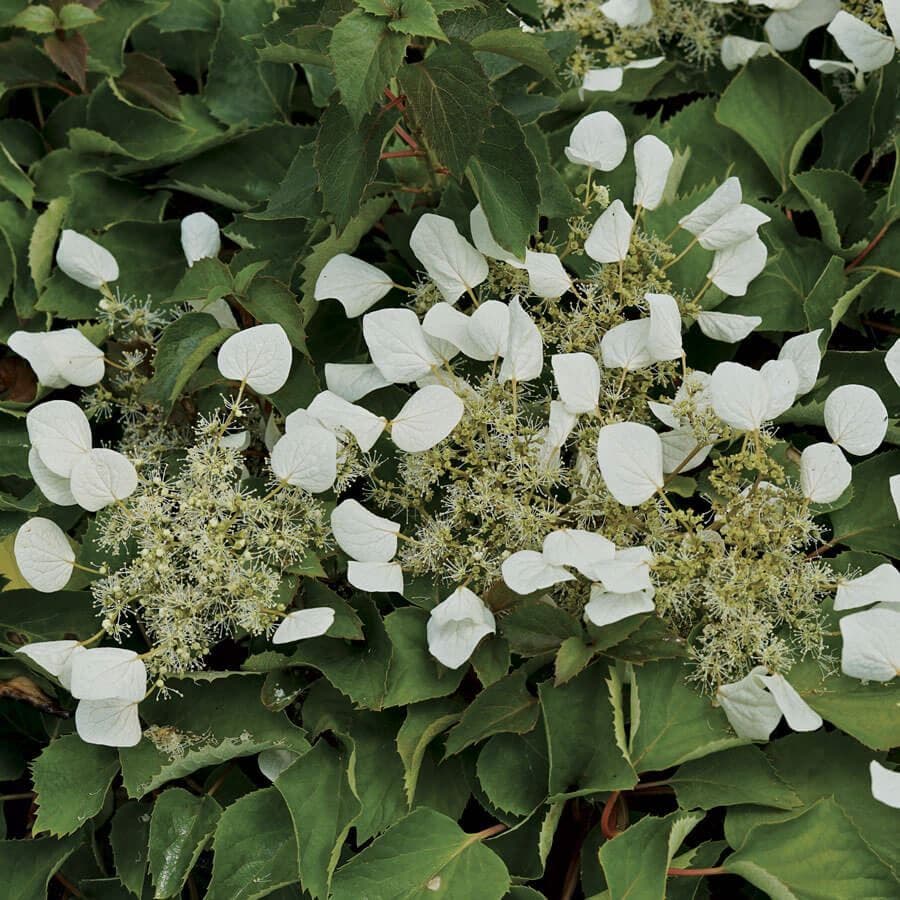 Schizophragma FLIRTY GIRL™